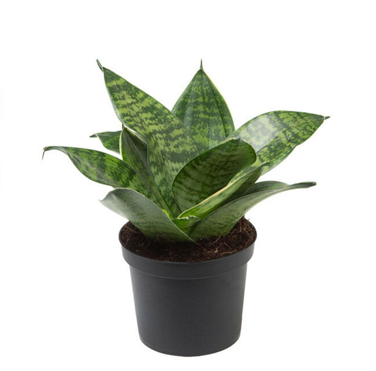 سانسوریا پاکوتاه